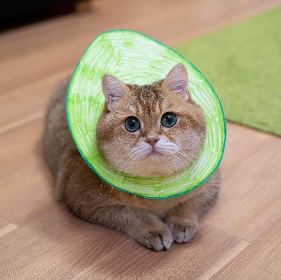 Hosicoさんのインスタグラム写真 - (HosicoInstagram)「Cute avocado 🥑」3月27日 18時24分 - hosico_cat