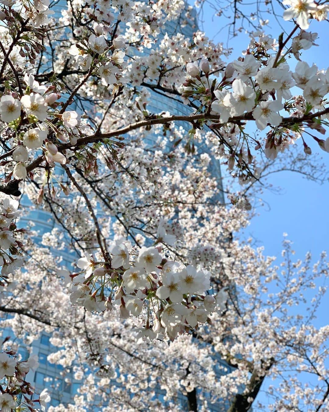 吉村優さんのインスタグラム写真 - (吉村優Instagram)「🌸 * AbemaNews帰りの毛利庭園💁🏼‍♀️ * ちょうど見ごろで癒された🥺💓 * 昨日は快晴だったけど 今日は雲多め、、 そして風が強すぎますね🌪 * 今週末の東京は 雨で寒暖差も激しそう、、☃️ 寒さ対策万全に！ 一層体調管理に注意が必要ですね！！⚠️ * #cherryblossom #桜 #春」3月27日 18時30分 - yuyoshimura87