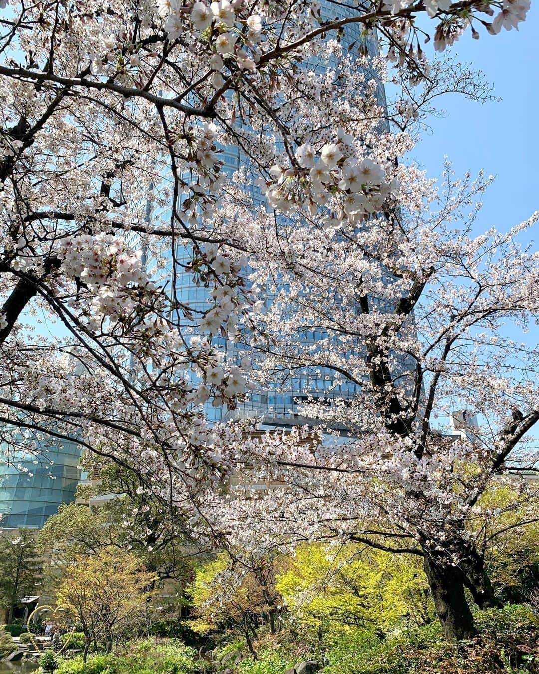 吉村優さんのインスタグラム写真 - (吉村優Instagram)「🌸 * AbemaNews帰りの毛利庭園💁🏼‍♀️ * ちょうど見ごろで癒された🥺💓 * 昨日は快晴だったけど 今日は雲多め、、 そして風が強すぎますね🌪 * 今週末の東京は 雨で寒暖差も激しそう、、☃️ 寒さ対策万全に！ 一層体調管理に注意が必要ですね！！⚠️ * #cherryblossom #桜 #春」3月27日 18時30分 - yuyoshimura87