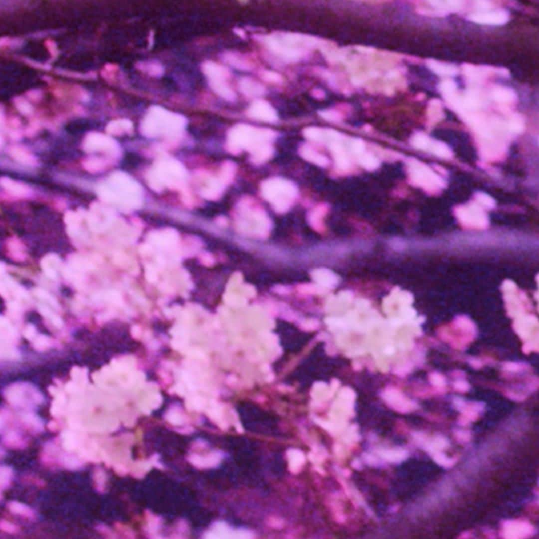 Netflix Japanさんのインスタグラム写真 - (Netflix JapanInstagram)「🌸 #ネットフリックスでお花見 🌸 ⠀ 『FOLLOWERS』に登場する幻想的な夜桜。 #ネトフリ には桜のシーンが魅力的な作品がたくさん！ ⠀ 桜シーズンにぴったりな作品をIGストーリーで毎日紹介✨ ⠀ #FOLLOWERSNetflix」3月27日 18時35分 - netflixjp