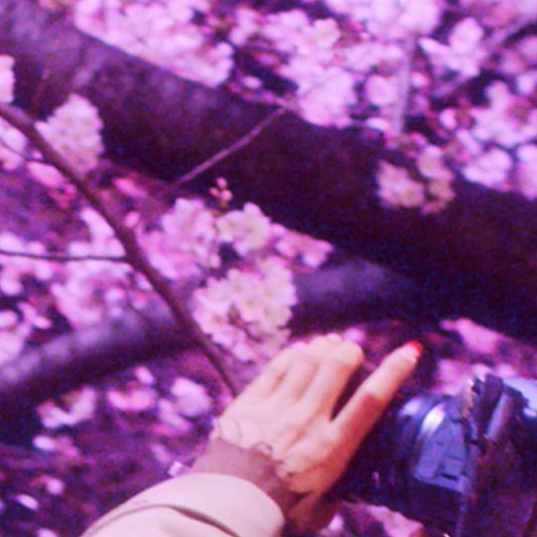 Netflix Japanさんのインスタグラム写真 - (Netflix JapanInstagram)「🌸 #ネットフリックスでお花見 🌸 ⠀ 『FOLLOWERS』に登場する幻想的な夜桜。 #ネトフリ には桜のシーンが魅力的な作品がたくさん！ ⠀ 桜シーズンにぴったりな作品をIGストーリーで毎日紹介✨ ⠀ #FOLLOWERSNetflix」3月27日 18時37分 - netflixjp