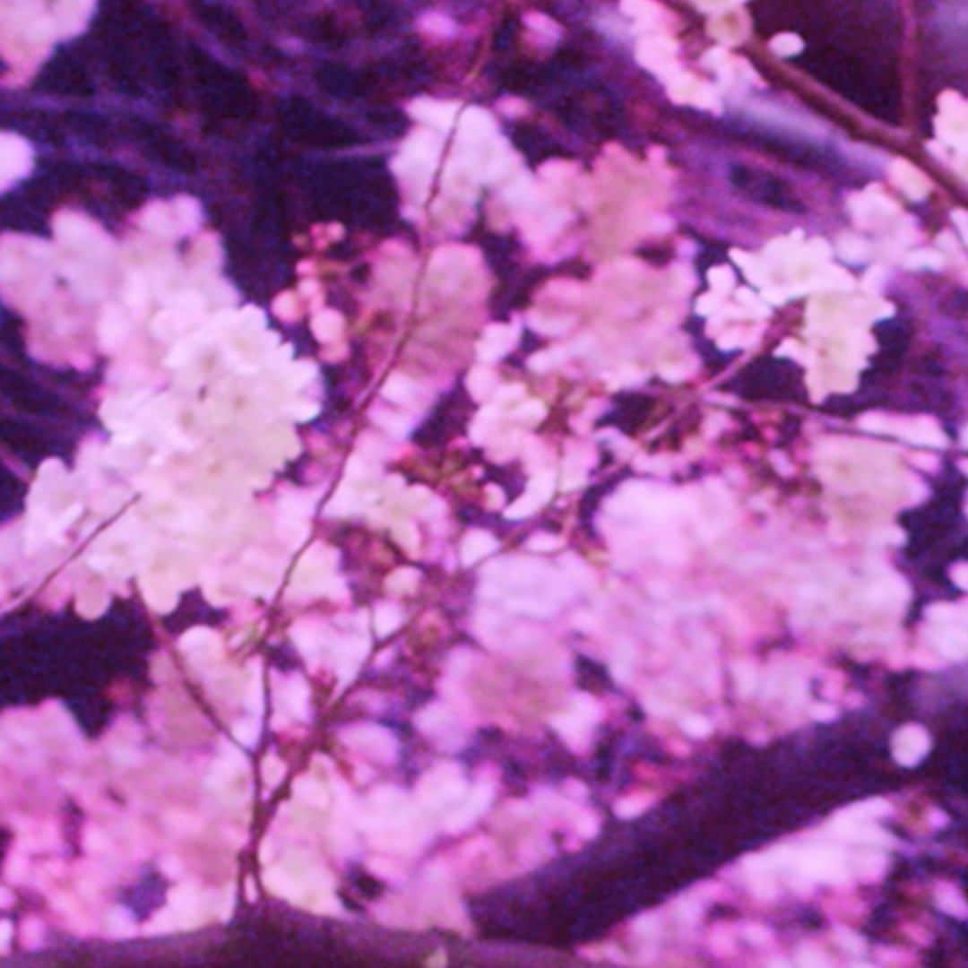 Netflix Japanさんのインスタグラム写真 - (Netflix JapanInstagram)「🌸 #ネットフリックスでお花見 🌸 ⠀ 『FOLLOWERS』に登場する幻想的な夜桜。 #ネトフリ には桜のシーンが魅力的な作品がたくさん！ ⠀ 桜シーズンにぴったりな作品をIGストーリーで毎日紹介✨ ⠀ #FOLLOWERSNetflix」3月27日 18時38分 - netflixjp
