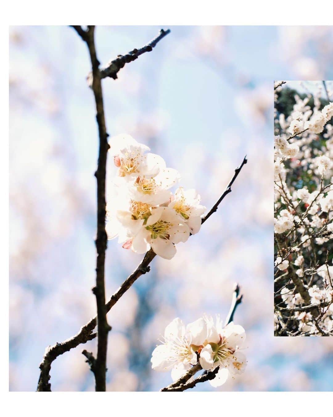 佐藤亜耶さんのインスタグラム写真 - (佐藤亜耶Instagram)「. るーはー🌸 #sakura #keepdistance花見 . . #fujifilm #fujifilmxt20 #35mm」3月27日 18時49分 - aya_sato_49