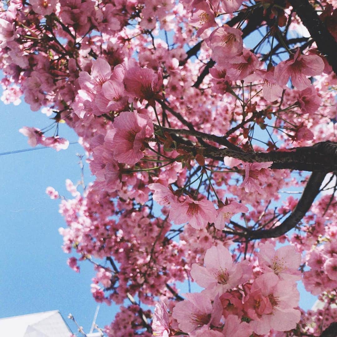 美舞さんのインスタグラム写真 - (美舞Instagram)「. . 暖かい穏やかな春は いつ来るのーーーーーー😭🌸 春服買って 春に備える。 早くみんなで美味しい食事を囲みたいね。 . #春 #spring #2020ss #fukuoka #桜 #これ桜 ？ #色濃」3月27日 18時41分 - mibuki__.39