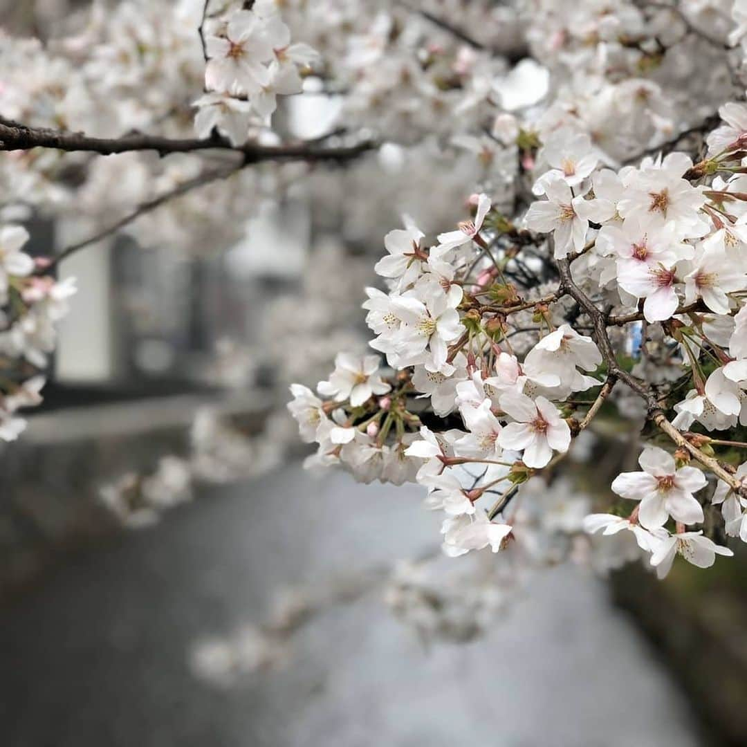 City of Kyoto Official Accountのインスタグラム：「本日(3/27)の高瀬川沿い(1枚目)、常照寺さん(2枚目)、妙心寺退蔵院(3枚目)の桜の様子です。 桜だよりを更新したので、ご参考ください！ 桜だより　https://ja.kyoto.travel/flower/sakura/  #京都 #京都ジェニック  #未来に残したい京都  #京都好きな人と繋がりたい #とっておきの京都 #京都桜2020 #京都桜パトロール2020  オフィシャルサイト「京都観光NAVI」 http://ja.kyoto.travel  #visitkyoto #kyotogenic #kyototravel #art_of_japan #japan_of_insta #loves_united_kyoto #japantrip #kyototrip #ig_kyoto #kyoto_style #springinkyoto #cherryblossom #weepingcherry Kyoto Official Travel Guide http://kyoto.travel/en」