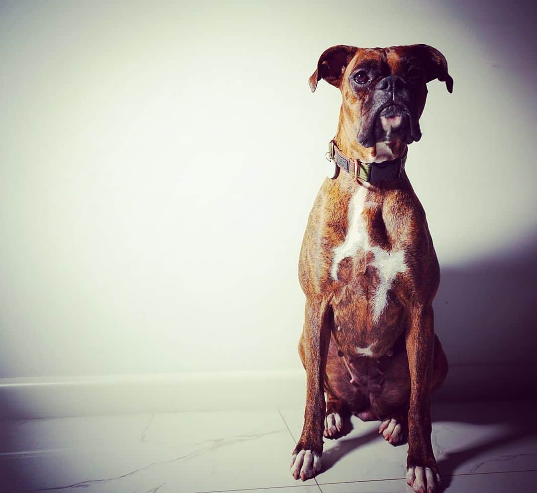 土井雪広さんのインスタグラム写真 - (土井雪広Instagram)「コロナで犬の外出禁止はやめてけろと愛犬がもうしてます。🤭🤭🤭 #boxerdog #lovedog #adelaide #australia」3月27日 19時15分 - yukihirodoi.pic