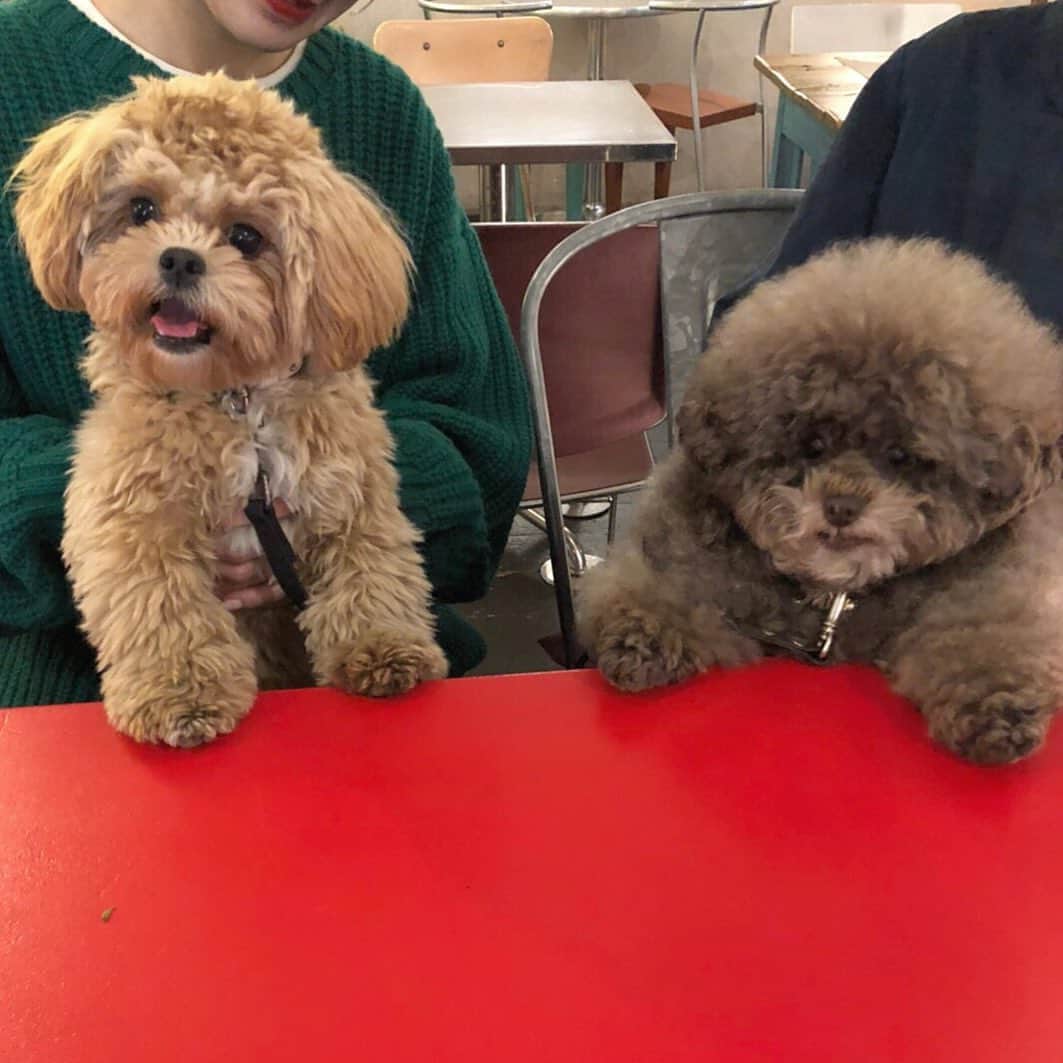 Manitasのインスタグラム：「ついにコマニ( @comanichaaaaan )がこころさん( @kokoro_official )と初セッション😭🐶💕 コマニは相変わらず暴走。超絶穏やかなこころさんを怒らせてた(ばく)けど平和な空間でとてもたのしかたなぁ〜〜 こころさん一家ありがとうございました👨‍👩‍👦♡ #犬のいる暮らし #相変わらずこころさんは死ぬほど可愛かった #莫大な癒しをありがとうございます」