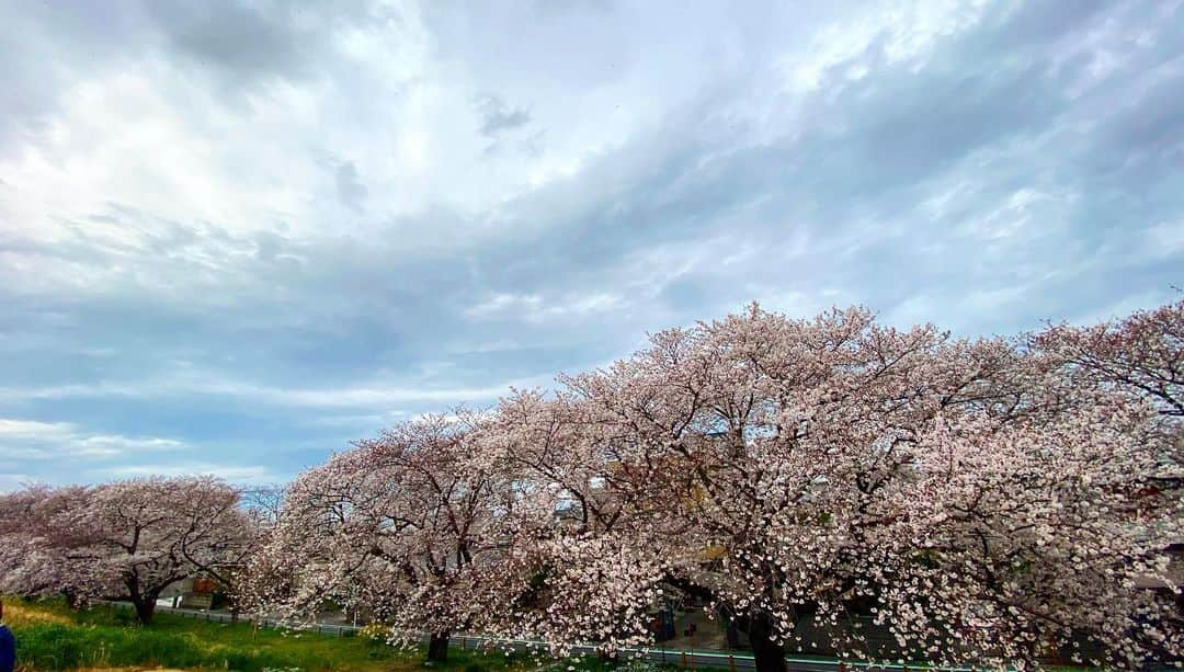 三宿菜々さんのインスタグラム写真 - (三宿菜々Instagram)「🌸 #幸せ〜 #桜 #菜の花 #土手 #綺麗な景色  #親友は桜よりも私を撮ってた」3月27日 19時31分 - mishuku_nana