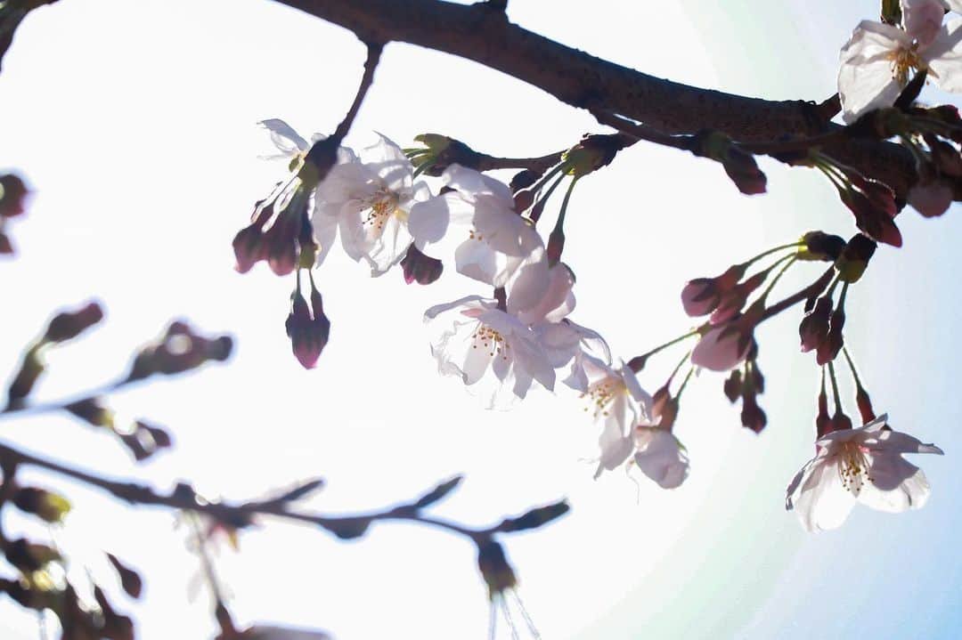 深沢紗希のインスタグラム：「#桜#japan_of_insta #サクラ #ミラーレス一眼 #eoskissm #canon #東京カメラ部 #cherryblossom」