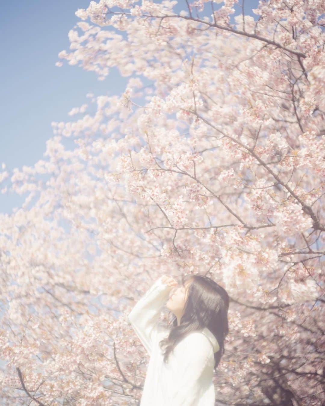 弘松菜摘のインスタグラム：「﻿ ﻿ ﻿ 🌸🌸🌸﻿ ﻿ ﻿ #sakura﻿ #🌸 #桜﻿ #儚くて何処か愛おしい様な」