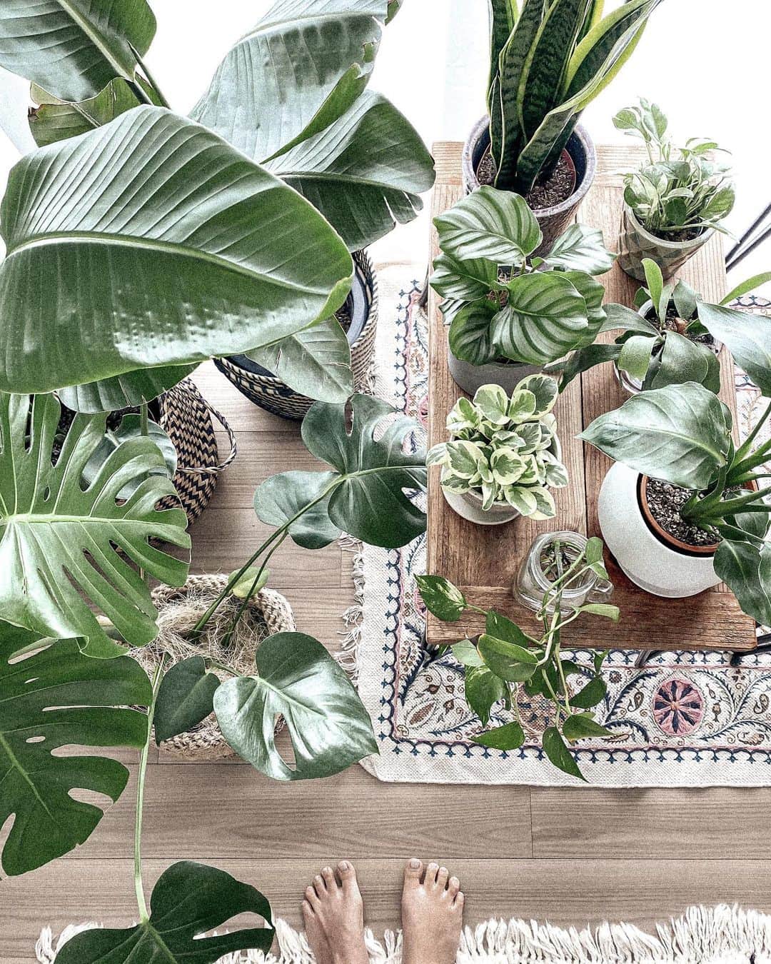 Manamiのインスタグラム：「🌿🌱🌿🌱 日本もやっと外出自粛要請が出ましたね！ うちのサロンも営業停止します🕯 今日はたまたま在宅workの日だから家にいるのは3日間！ ずっと自宅にいるなんてここ数年なかったかも🧸 今日は朝から買出しして、掃除洗濯を終えて Greenたちを日光浴させ中🌿⛅️ 土日は何しよかな💭 動画も作りたいし、絵も描きたいし、 久々にLiveでもしようかな🧚🏼‍♀️ ㅤ #マナシカの家」