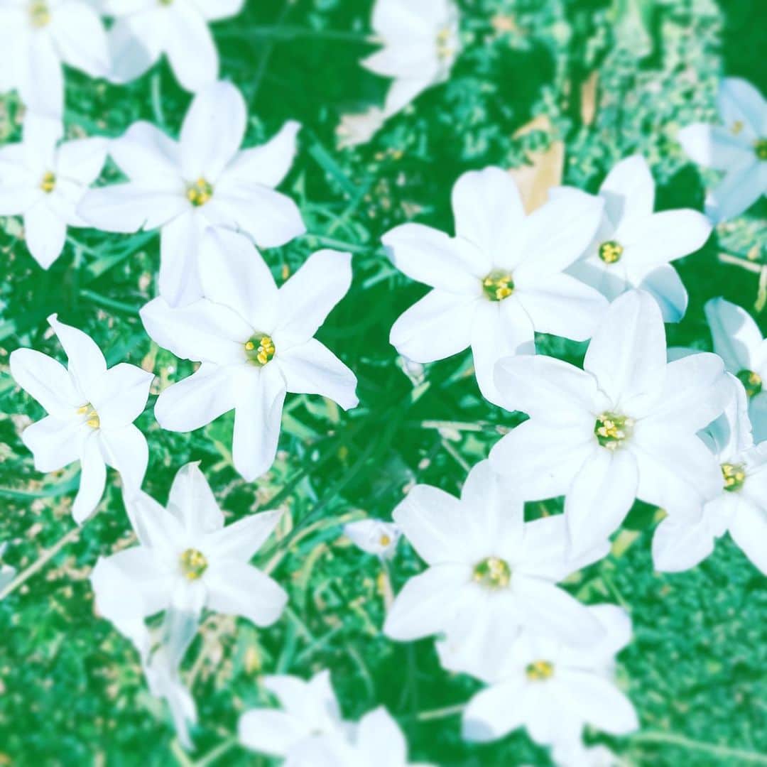 中野敬久さんのインスタグラム写真 - (中野敬久Instagram)「#flower #flowersoflife #white #blossom #garden #hope」3月27日 10時52分 - hirohisanakano