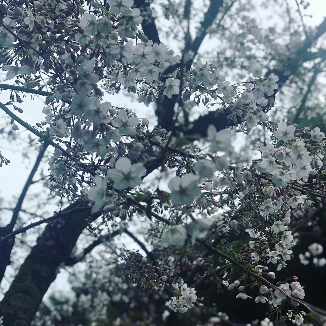 ひうらさとるのインスタグラム：「今日はちょっと曇り空ですね。 #cherryblossom  #socialdistance  #stayathome」