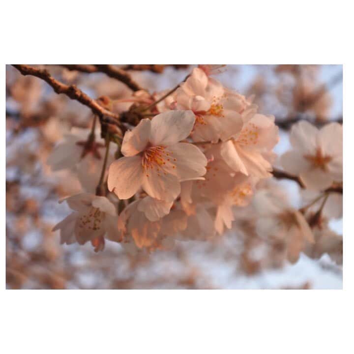 のインスタグラム：「❤︎﻿ Myカメラ📸✨﻿ ﻿  春は綺麗なお花が沢山で気持ちいいね❀✿.*･ﾟ﻿ ﻿ 1枚目は夕陽に照らされる桜🌸綺麗😊 ﻿ #カメラ #Nikon ﻿ #instagood #instalike #followme」