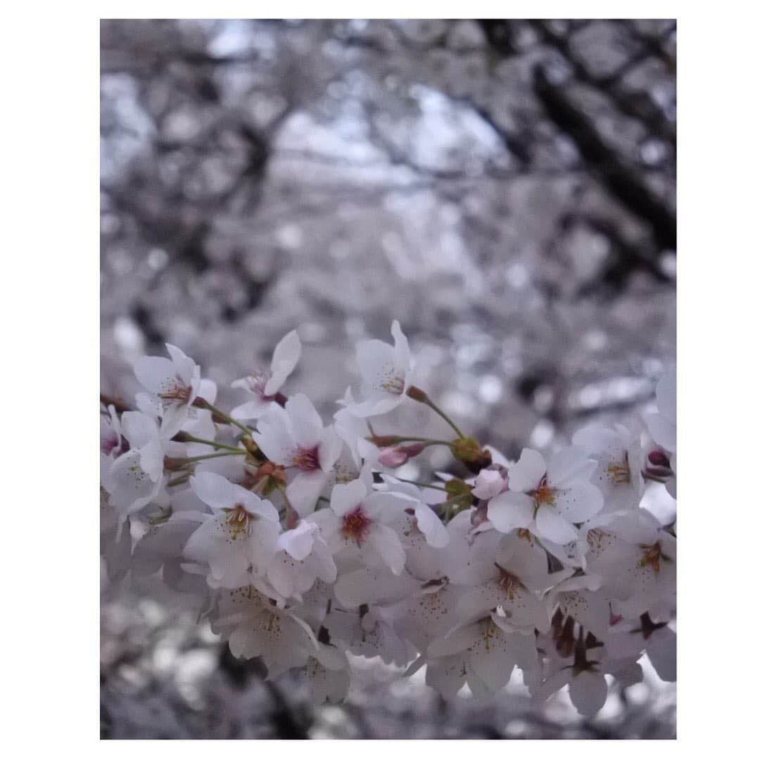 辻野かなみさんのインスタグラム写真 - (辻野かなみInstagram)「❤︎﻿ Myカメラ📸✨﻿ ﻿  春は綺麗なお花が沢山で気持ちいいね❀✿.*･ﾟ﻿ ﻿ 1枚目は夕陽に照らされる桜🌸綺麗😊 ﻿ #カメラ #Nikon ﻿ #instagood #instalike #followme」3月27日 11時06分 - kanami_tsujino_official