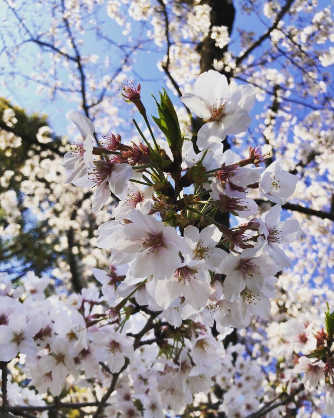 音花ゆりさんのインスタグラム写真 - (音花ゆりInstagram)「. . さくらさく . 108期生の合格発表でしたね . 宝ジェンヌの一歩を踏み出した皆さんに最大の声援を送ります… . 頑張っだけど受からなかった皆さんにも最大の賛辞を… . 自分の力を信じて頑張るって、報われても報われなくても、その後にとても繋がっていくんだなぁ…と益々思う、今日この頃… 今はあの頃とは違うけど、初心を思い出して頑張りたいです。 こんなご時世だからこそ、前向きに🙏✨✨✨ . . #宝塚　#合格発表　#108期　#さくらさく」3月27日 11時14分 - otohana.yuri