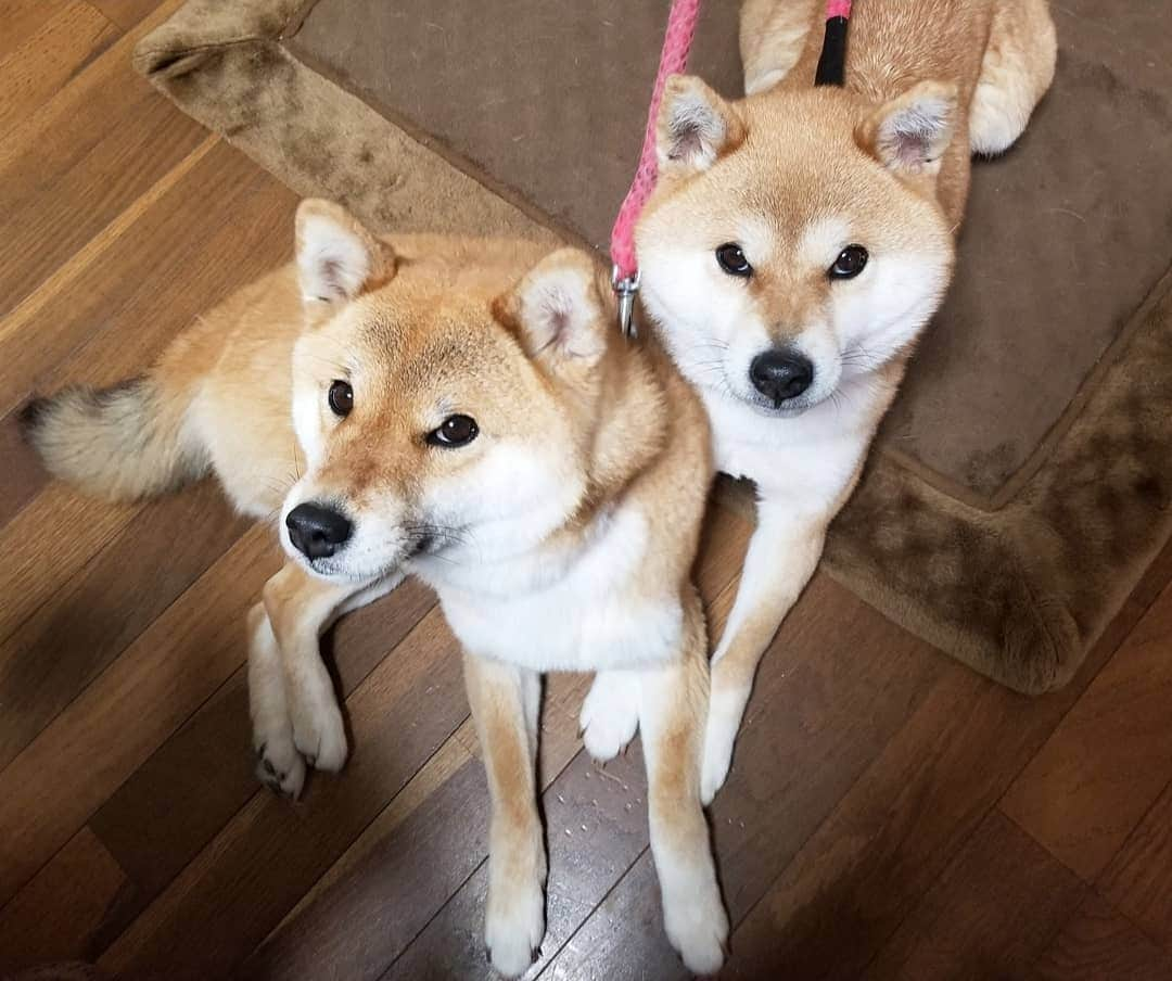 柴犬たま Shibainu Tamaのインスタグラム