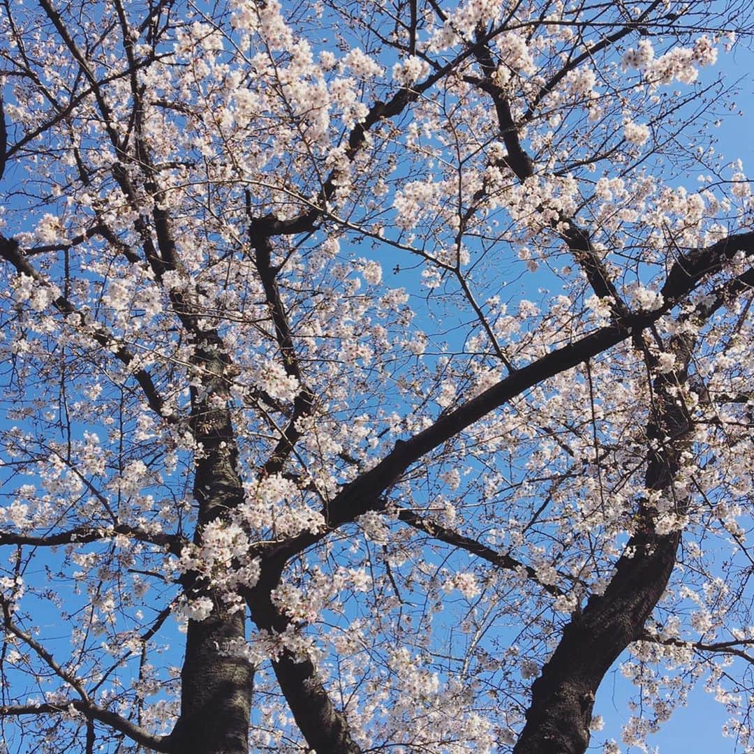 森口瑤子さんのインスタグラム写真 - (森口瑤子Instagram)「. . あ、窓からサクラ。 . #桜は  #photobyatsuyo♡ . #母の好きなあの桜を見に行ってみよう」3月27日 11時27分 - yokomoriguchi_official