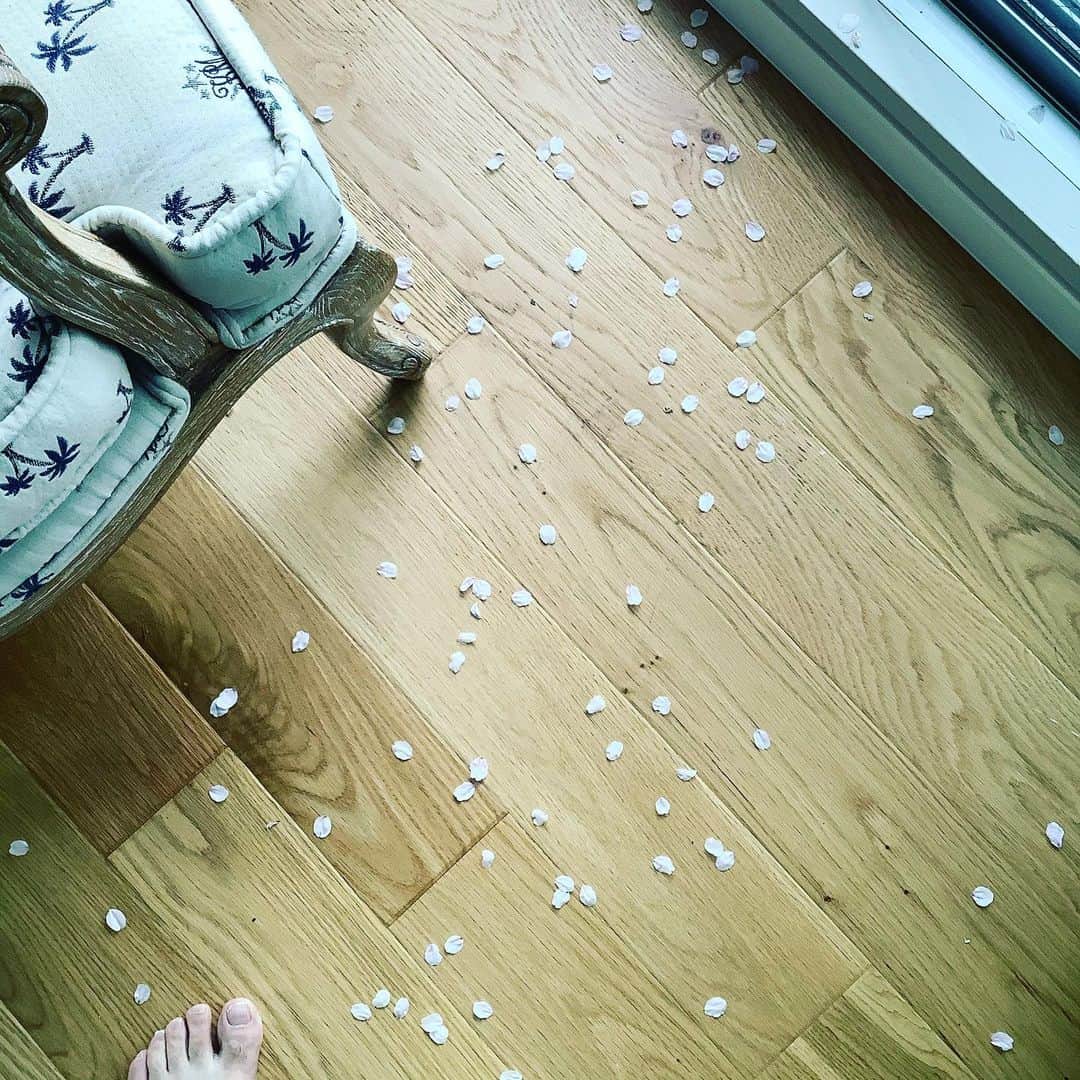 丸山敬太さんのインスタグラム写真 - (丸山敬太Instagram)「床にも花びら  可憐だこと。」3月27日 11時31分 - keitamaruyama