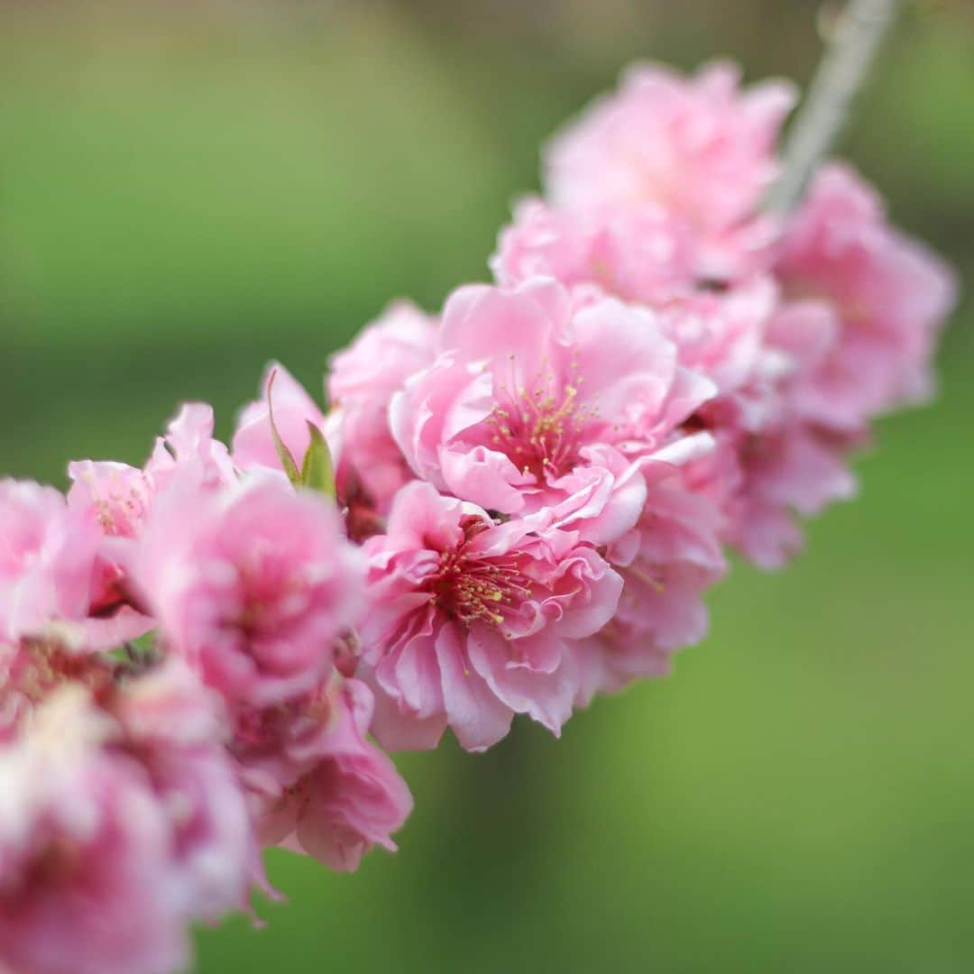 KEINA HIGASHIDEさんのインスタグラム写真 - (KEINA HIGASHIDEInstagram)「古河総合公園の花桃。﻿ あっというまに春爛漫。﻿ ﻿ 春は約1500本の花桃が咲き﻿ 夏には約3000㎡の蓮池一面に﻿ 大賀ハスが咲き誇る。﻿ 地元の幸手市に住んでいたとき﻿ よく遊びに行ったお気に入りの公園。﻿ ﻿ ▼古河公方公園（古河総合公園）﻿ 茨城県古河市鴻巣399-1﻿ 開園時間：日の出から日の入りま﻿で ﻿ #お花見のおすそわけ #花桃﻿ #茨城 #古河市  #古河総合公園 #古河公方公園」3月27日 11時53分 - keina_higashide