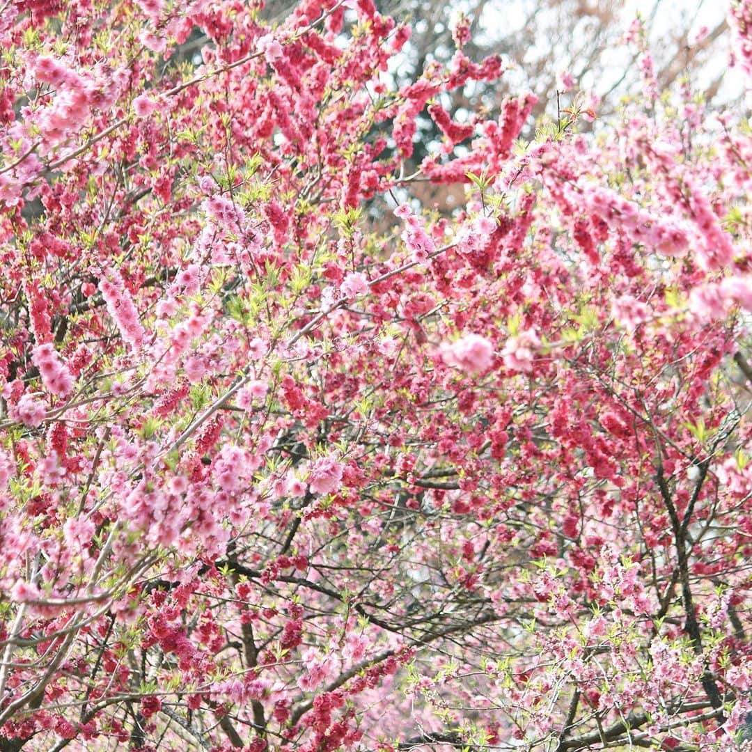 KEINA HIGASHIDEさんのインスタグラム写真 - (KEINA HIGASHIDEInstagram)「古河総合公園の花桃。﻿ あっというまに春爛漫。﻿ ﻿ 春は約1500本の花桃が咲き﻿ 夏には約3000㎡の蓮池一面に﻿ 大賀ハスが咲き誇る。﻿ 地元の幸手市に住んでいたとき﻿ よく遊びに行ったお気に入りの公園。﻿ ﻿ ▼古河公方公園（古河総合公園）﻿ 茨城県古河市鴻巣399-1﻿ 開園時間：日の出から日の入りま﻿で ﻿ #お花見のおすそわけ #花桃﻿ #茨城 #古河市  #古河総合公園 #古河公方公園」3月27日 11時53分 - keina_higashide