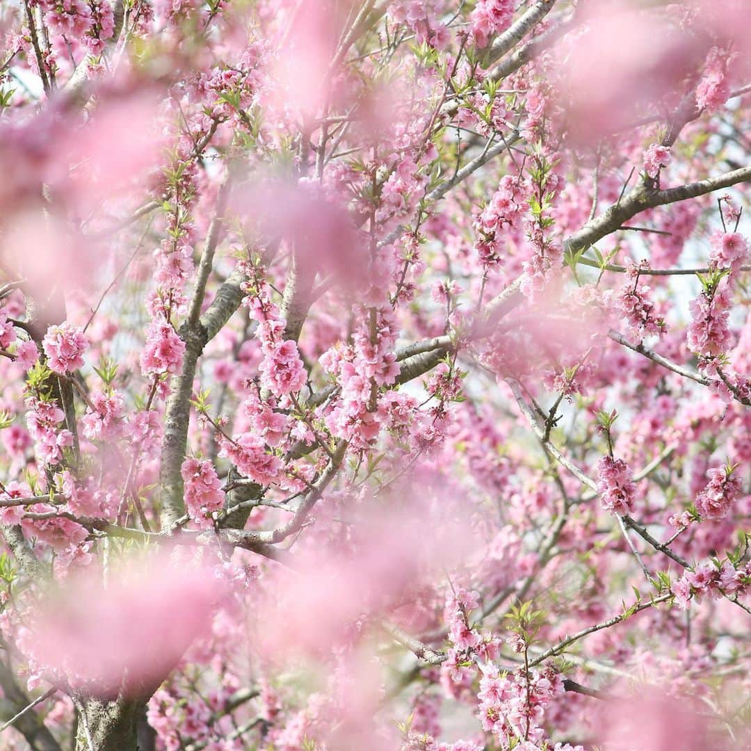 KEINA HIGASHIDEさんのインスタグラム写真 - (KEINA HIGASHIDEInstagram)「古河総合公園の花桃。﻿ あっというまに春爛漫。﻿ ﻿ 春は約1500本の花桃が咲き﻿ 夏には約3000㎡の蓮池一面に﻿ 大賀ハスが咲き誇る。﻿ 地元の幸手市に住んでいたとき﻿ よく遊びに行ったお気に入りの公園。﻿ ﻿ ▼古河公方公園（古河総合公園）﻿ 茨城県古河市鴻巣399-1﻿ 開園時間：日の出から日の入りま﻿で ﻿ #お花見のおすそわけ #花桃﻿ #茨城 #古河市  #古河総合公園 #古河公方公園」3月27日 11時53分 - keina_higashide