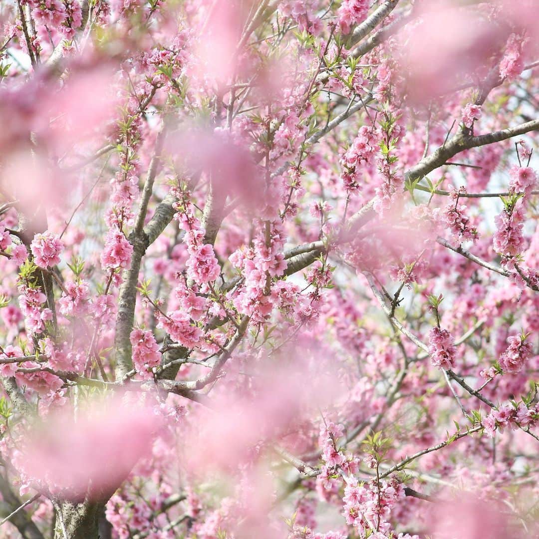 KEINA HIGASHIDEのインスタグラム：「古河総合公園の花桃。﻿ あっというまに春爛漫。﻿ ﻿ 春は約1500本の花桃が咲き﻿ 夏には約3000㎡の蓮池一面に﻿ 大賀ハスが咲き誇る。﻿ 地元の幸手市に住んでいたとき﻿ よく遊びに行ったお気に入りの公園。﻿ ﻿ ▼古河公方公園（古河総合公園）﻿ 茨城県古河市鴻巣399-1﻿ 開園時間：日の出から日の入りま﻿で ﻿ #お花見のおすそわけ #花桃﻿ #茨城 #古河市  #古河総合公園 #古河公方公園」