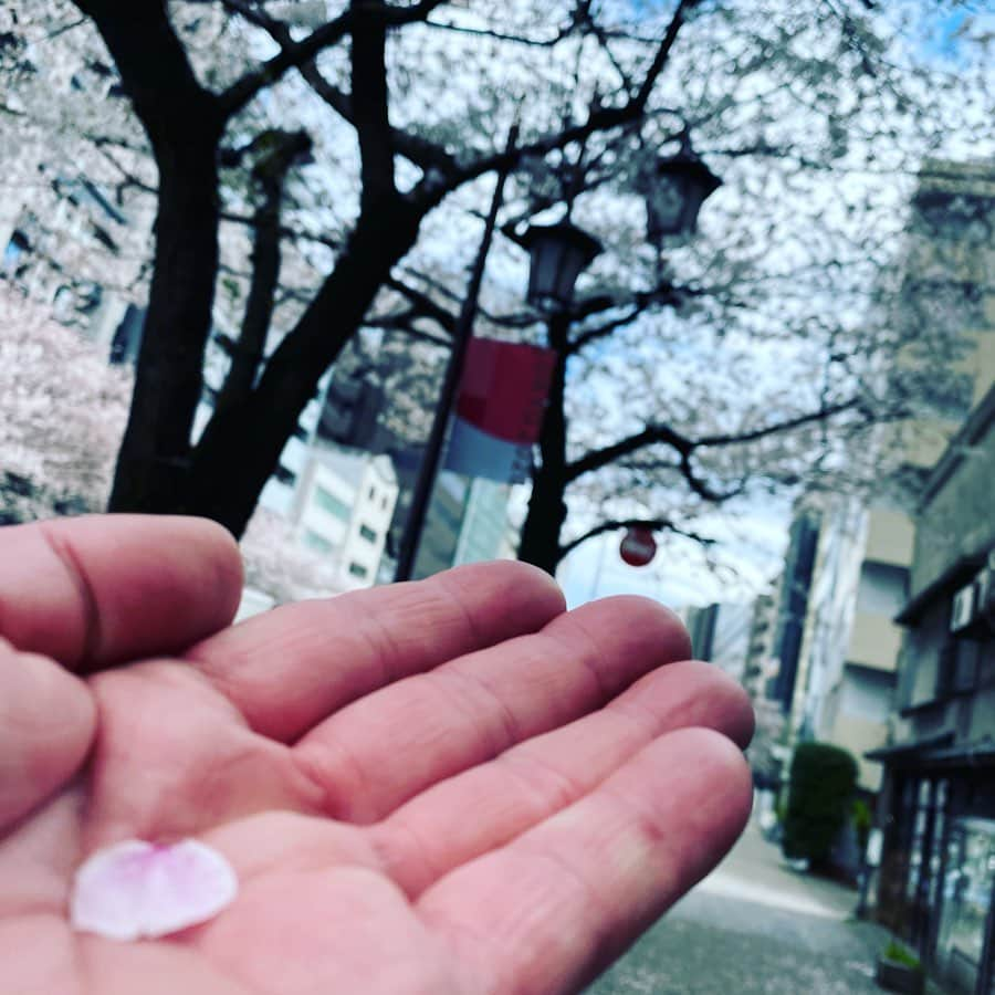 小沢仁志さんのインスタグラム写真 - (小沢仁志Instagram)「満開前に 散るのか、桜よ でも、今年もしっかり 桜伝説GET🌸❗️笑 桜伝説を知らない人は 去年の今頃のインスタ探してみて笑」3月27日 12時02分 - ozawa_hitoshi