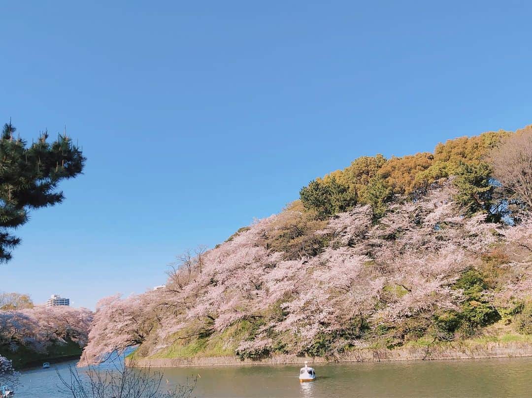 石川瑠利子のインスタグラム：「. . 日本の春は素晴らしい🌸💕 負けない気持ちで頑張ろうね🙆🏻‍♀️🌟 . . #spring #sakura #cherry blossoms #japan #桜 #photo #landscape」