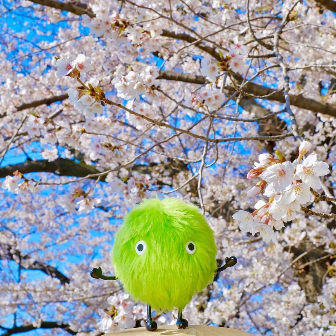 SUUMO公式アカウントさんのインスタグラム写真 - (SUUMO公式アカウントInstagram)「本日は #さくらの日 🌸✨ 今年は桜の見頃が少し早めのようですね🌱☀️ 桜の写真でお花見気分…🌸 #桜 #さくら #sakura #🌸 #春 #おうち時間 #spring #スーモ #SUUMO」3月27日 12時23分 - suumo_official