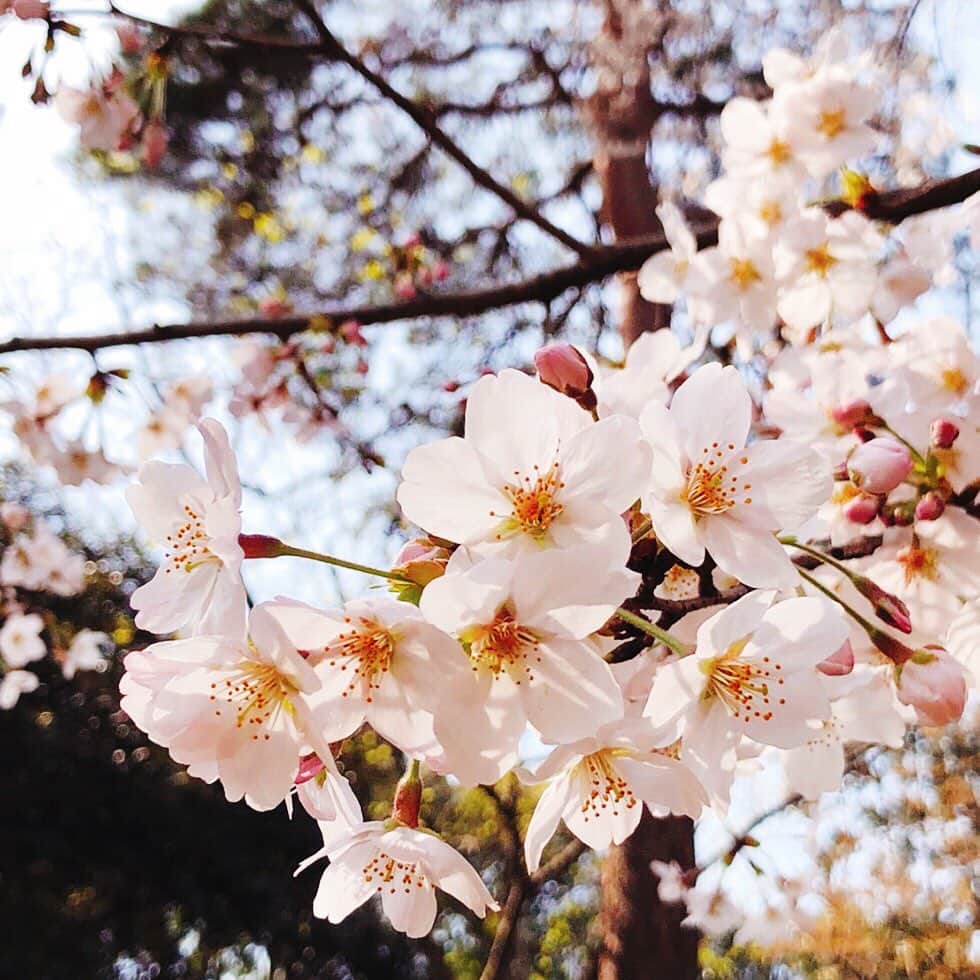 ローチケ（ローソンチケット）さんのインスタグラム写真 - (ローチケ（ローソンチケット）Instagram)「本日3月27日(金)は #さくらの日 🎊  #3月27日 はさくらの日🌸3×9（さくら）＝27の語呂合わせからで、また季節を表す #七十二候 の #桜始開 （さくらはじめてひらく）からきているのだそうです✨  春の陽気で徐々に🌷開花が始まってワクワクする季節✨普段歩く道も得した気分になります  #桜の日  #春の花  #春の訪れ  #春は必ず来る  #flowerphotography #floweroftheday #flowerstagram #instaflower  #桜  #桜並木  #spring2020 #spring #springflowers  #エア花見  #花の写真  #花スタグラム  #🌸 #花まっぷ  #sakura  #桜満開  #さくら  #ローチケ #ローソンチケット #lawsonticket」3月27日 12時28分 - lawson_ticket