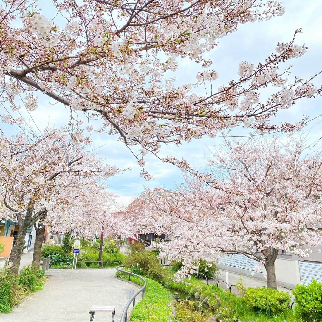 新田朝子さんのインスタグラム写真 - (新田朝子Instagram)「こちらは、満開🌸緑とのコントラストがきれい。来年はじっくりお花見を楽しめますように、、！ . #桜 #散歩 #満開 #桜並木 #cherryblossom #japanese #sakura #tokyo」3月27日 12時43分 - asako.nitta