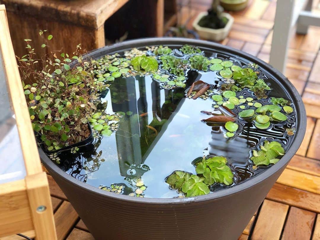 金成公信のインスタグラム：「睡蓮の葉の勢いが凄いです。植物のように着々と、ぐんぐん伸びていきたいものですね。#睡蓮 #睡蓮鉢 #ビオトープ」
