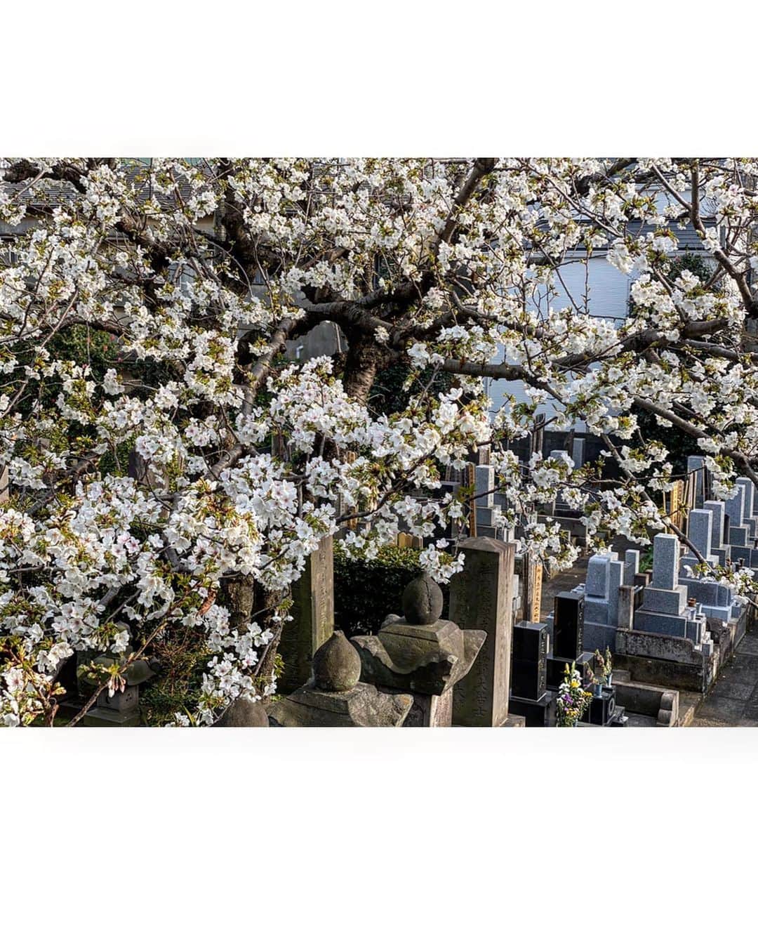 渡辺由布子さんのインスタグラム写真 - (渡辺由布子Instagram)「🌸🧘‍♀️ ・  春の訪れと共に見事に咲いた桜の花を愛でながら、 都内某所のお寺にて、お花見＋座禅＋ヨガクラスを開催した週末。  度重なる仕事のキャンセルや、暴落して行く株価、見通しのつかない未来への不安に、心がザワザワ落ち着かない日々が続きますが、こんな時こそ瞑想の時間を設ける必要性を感じます。深呼吸することで、ネガティブな感情を吐き出して、ポジティブなエネルギーをたくさん吸収するように。  目黒川の桜は今が見頃🌸  #hanami #zazen  #zenyoga  #yogi #cherryblossom  #🇯🇵」3月27日 13時08分 - watanabe_yuko