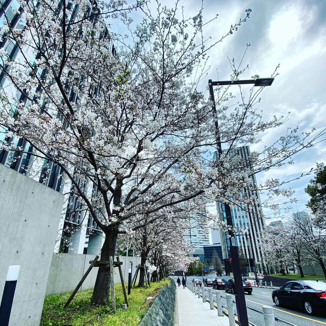 鴨志田由貴のインスタグラム：「週の前半東京、後半京都。 毎週京都⇆東京を繰り返し2年が経った。 東京の桜と京都の桜両方見ることが出来るし、多拠点生活は楽しい。 でも新幹線移動し過ぎで腰が死んだ。」
