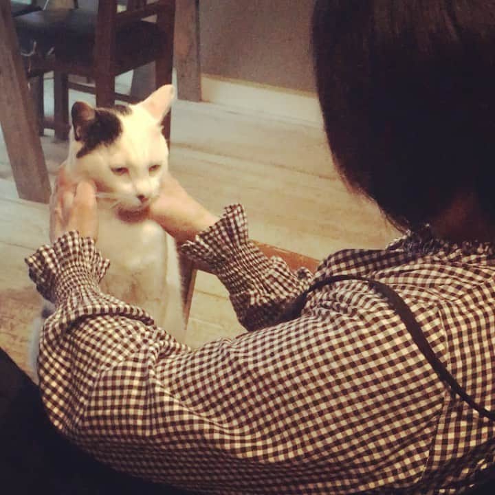 のインスタグラム：「去年の秋に熊本の母が来た時 とんでもない台風で家から出れない1日だった  ずっと家で何をするでもなく、すさまじい雨と風を見ながら「せっかくお母さん来てくれてるのになぁ…」と思ってたけど、  我が家の猫たちは久しぶりに会えたお母さんに甘えまくり（笑）  我が家の動物たちのおかげもあり、 笑いの絶えない時間を過ごせました😊  猫との触れ合いは、普段ゼロと言ってもいいくらいの母ですが、沢山可愛がってくれて嬉しかったな☺️ 今、自宅待機や子供さんが休校などで家族と過ごす時間が増えていますよね  子供達と過ごす時間はきっと大変だと思う  でもそんな中でも「家族」としての「時間」をどう過ごすか  勝手ながら この自宅待機の日々に 笑いあえる時間が増えたらいいなと思います  みんなで 乗り越えましょう！！ #元保護猫 #猫との暮らし #保護猫を家族に #白黒猫 #茶トラ #雑種猫  #熊本弁 #コチョコチョ #家族時間」