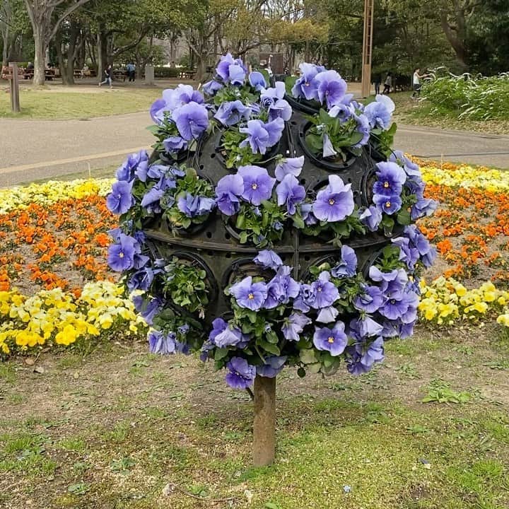 竹内沙帆のインスタグラム：「パープルデー大阪2020 in 長居植物園  パープルデーにお伺いしました。 大花壇がパープルの💜 「わたしたちはひとりではない」  #purpleday #パープルデー #purpledayosaka #パープルデー大阪 #長居植物園」