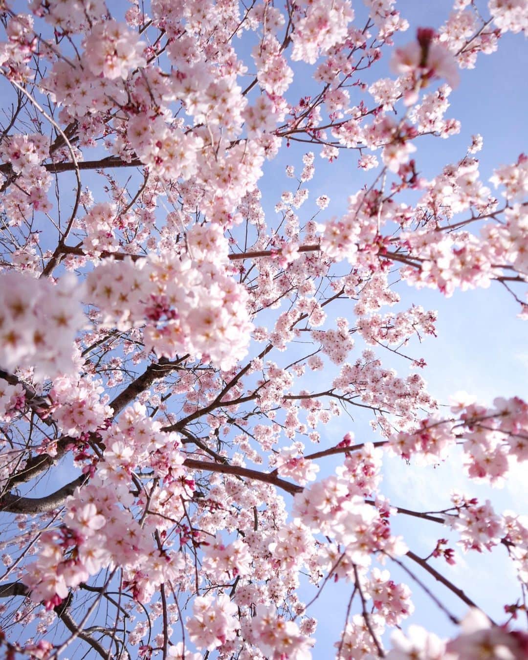 小林希さんのインスタグラム写真 - (小林希Instagram)「東海汽船の着水式のあと、京都に寄って🌸を見てきました。 思ったほどガラガラでもないように思えましたけど、やはり例年の頃桜の時期に比べたら少ないそう。 あまり長く居ないようにしたけど、京都の桜をみなさんにお届けしますね。 少しでも心やわらかになりますように。  こんな時期でも、桜は変わらず満開へ向かっていることに、明るい気持ちになりました。  After the launching ceremony for Tokai Kisen,I stopped at Kyoto and viewed cherry blossoms. There were more people than I thought but compared to other years,there were fewer. Though I didn't stay long, I want to share cherry blossoms in Kyoto with everyone. May your heart be calm. In spite of this difficult time, cherry blossoms are about to be fully open. That made me brighten.  #sakura #桜 #kyoto #京都」3月27日 13時12分 - nozokoneko