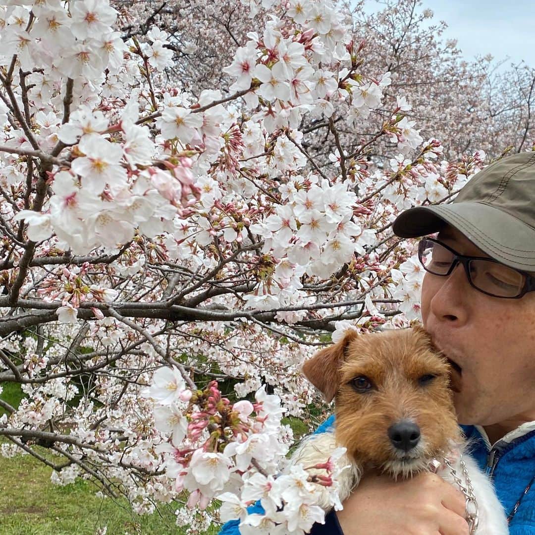 辻 よしなりさんのインスタグラム写真 - (辻 よしなりInstagram)「3密(密閉・密集・密接)を避けて、誰もいないド早朝の公園に行って、桜を見てきました。  イチ一歳の桜。  今年の春は、心なしか桜も寂しそう…  みんな今日のお仕事終わったら、週末は家で楽しく過ごす方法を考えよう。 新型コロナに負けないぞ、日本。  #イチ　の耳 #食べた  くなった！（笑） #美しい桜 #人生であと何回  #観ること　できるか？ #早朝  #気持ち良すぎ #誰にも会わずに桜にだけ逢って帰宅 #コロナファイターズありがとう #頑張れコロナファイターズ」3月27日 13時13分 - yoshinari_tsuji