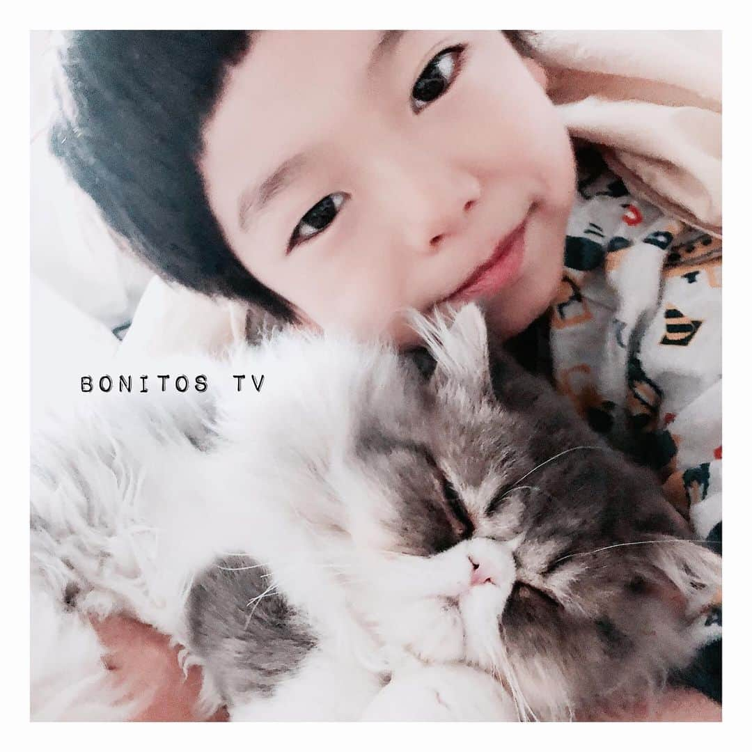 Bonitos TVのインスタグラム：「❤︎2020.3.27❤︎ ✴︎ ✴︎ ✴︎ 今朝のベッドの中… めちゃ、甘えてるチャト🐈 ✴︎ ✴︎ ʚ♡⃛ɞLᵒᵛᵉᵧₒᵤʚ♡⃛ɞ(ू•ᴗ•ू❁) ✴︎ ✴︎ #ig_kids #momswithcameras #親バカ部 #igkiddies #kids_japan #ママカメラ #小学生 #cinemagraph #カメラ #コズレ　#ユーチューバー好きと繋がりたい #ユーチューバー　#こそだて日記　#ぱっつん前髪  #ゆーちゅーばー　#exoticshorthair #えきぞちっくしょーとへあー  #エキゾチックロングヘア #ふわもこ部 #みんねこ #ねこのきもち #picneko #ねこすたぐらむ #catsofinstagram #ぶさかわ #pecocats #pecoねこ部 #youtuber #catstagram #子猫」