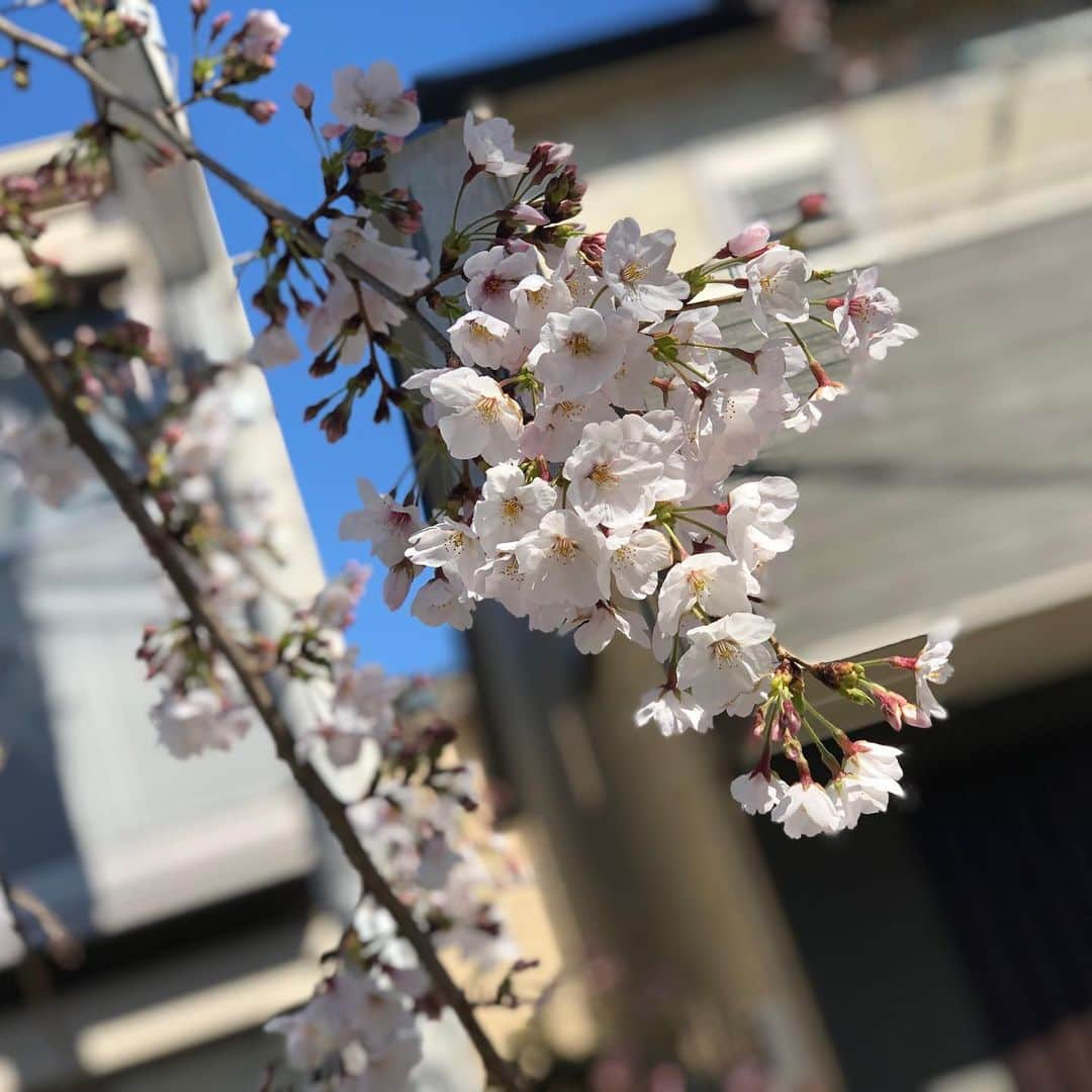 小石田純一さんのインスタグラム写真 - (小石田純一Instagram)「桜。トレンディ！  #桜 #春 #トレンディ #japan #花 #街並み」3月27日 13時28分 - koishida.trendy