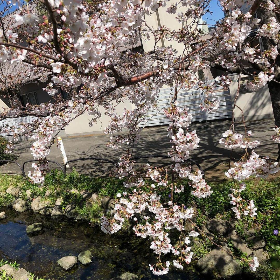 小石田純一さんのインスタグラム写真 - (小石田純一Instagram)「桜。トレンディ！  #桜 #春 #トレンディ #japan #花 #街並み」3月27日 13時28分 - koishida.trendy