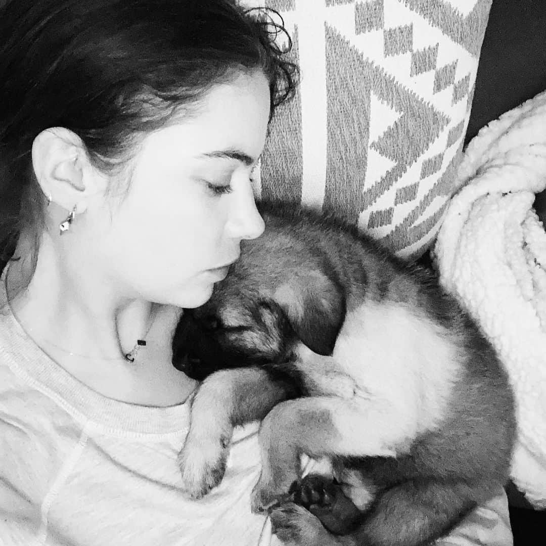 アシュレイ・ベンソンのインスタグラム：「Bowie ⚡️ he’s looking for a home and is such a snuggle bug @thelabellefoundation」
