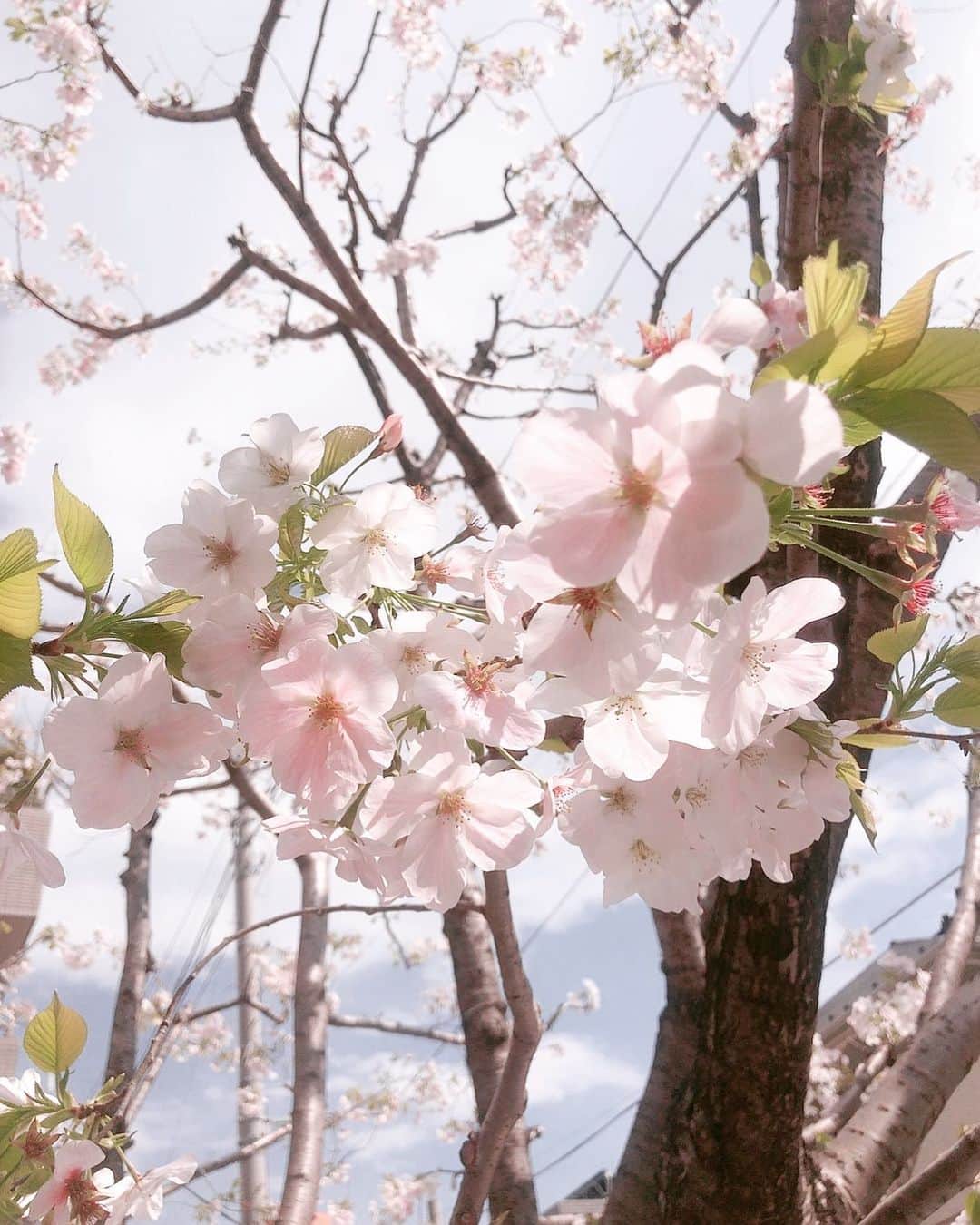 ダレノガレ明美さんのインスタグラム写真 - (ダレノガレ明美Instagram)「🌸🌸🌸 桜さん風強い中頑張ってます☺️」3月27日 13時49分 - darenogare.akemi
