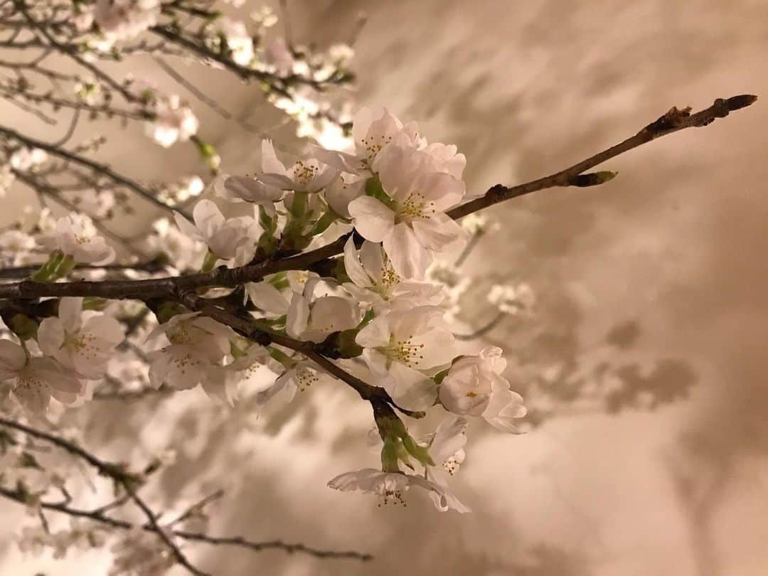 Yun chiさんのインスタグラム写真 - (Yun chiInstagram)「撮った桜だいたい右上に向かってる、たまたまだけどなんかちょっと良いコトありそうじゃない？😌🌸 . #右肩上がり#桜#さくら#sakura#🌸 #桜は接写が可愛い #最後の写真はアップの向き間違えたw #iPhone7」3月27日 13時53分 - _yun_chi_