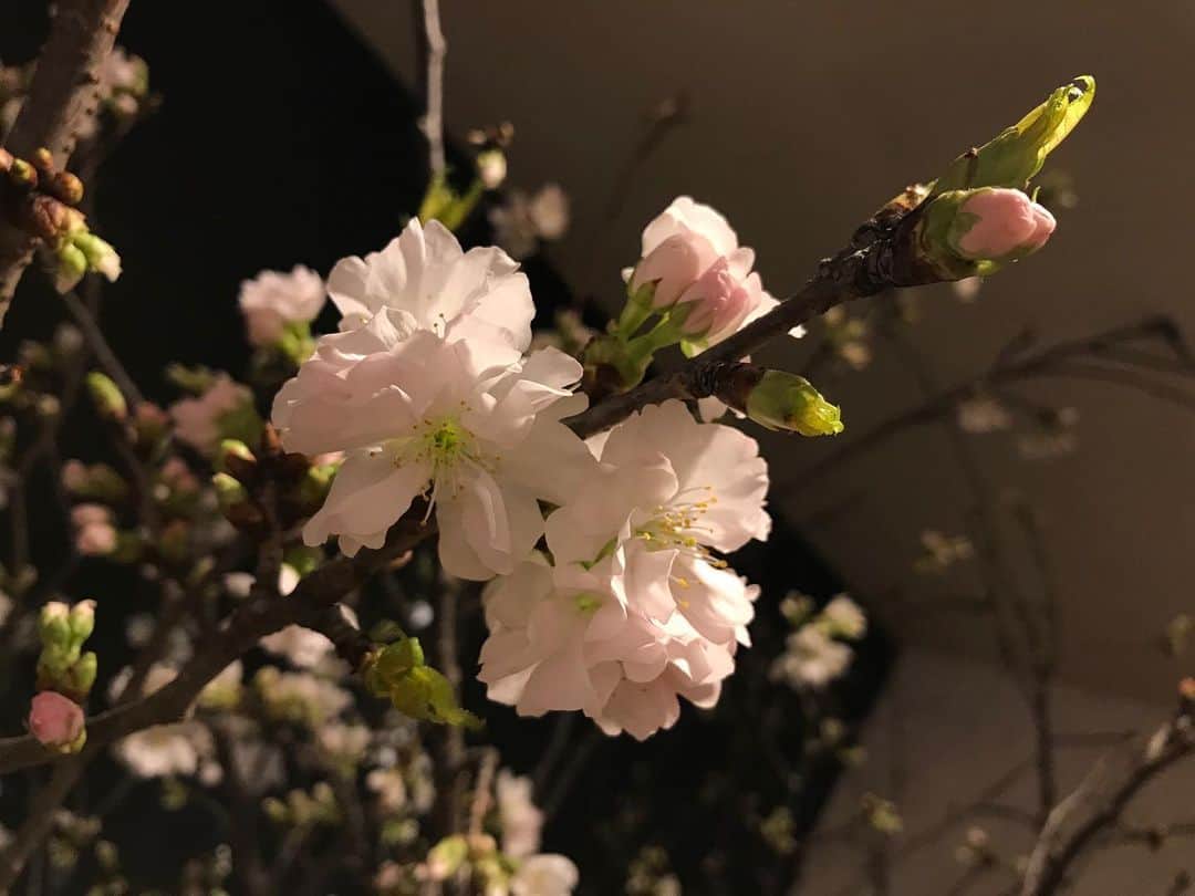 Yun chiさんのインスタグラム写真 - (Yun chiInstagram)「撮った桜だいたい右上に向かってる、たまたまだけどなんかちょっと良いコトありそうじゃない？😌🌸 . #右肩上がり#桜#さくら#sakura#🌸 #桜は接写が可愛い #最後の写真はアップの向き間違えたw #iPhone7」3月27日 13時53分 - _yun_chi_