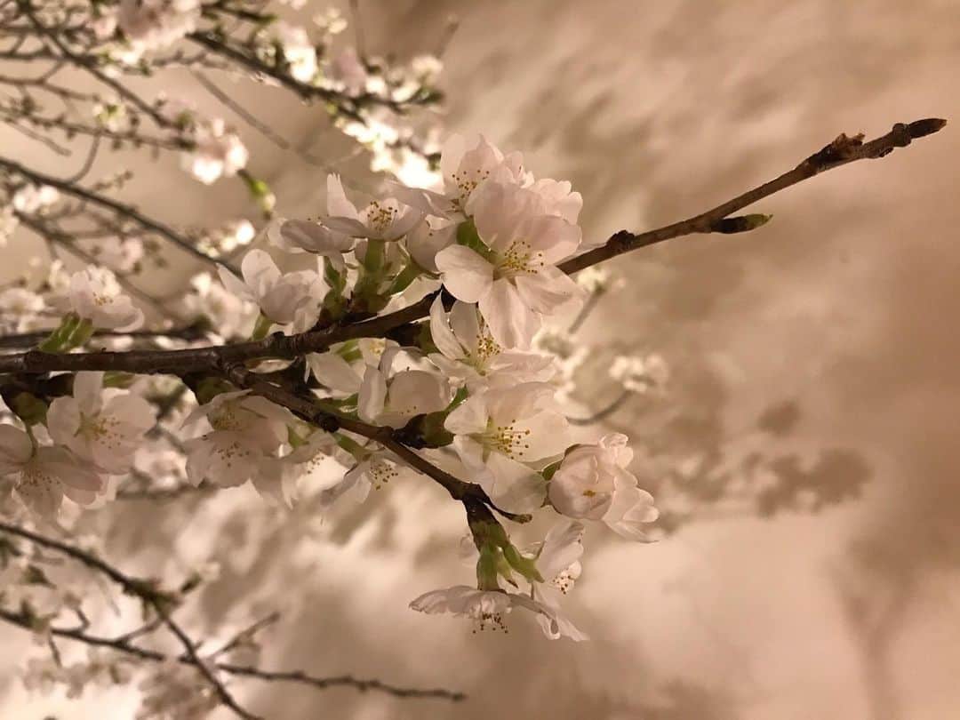 のインスタグラム：「撮った桜だいたい右上に向かってる、たまたまだけどなんかちょっと良いコトありそうじゃない？😌🌸 . #右肩上がり#桜#さくら#sakura#🌸 #桜は接写が可愛い #最後の写真はアップの向き間違えたw #iPhone7」
