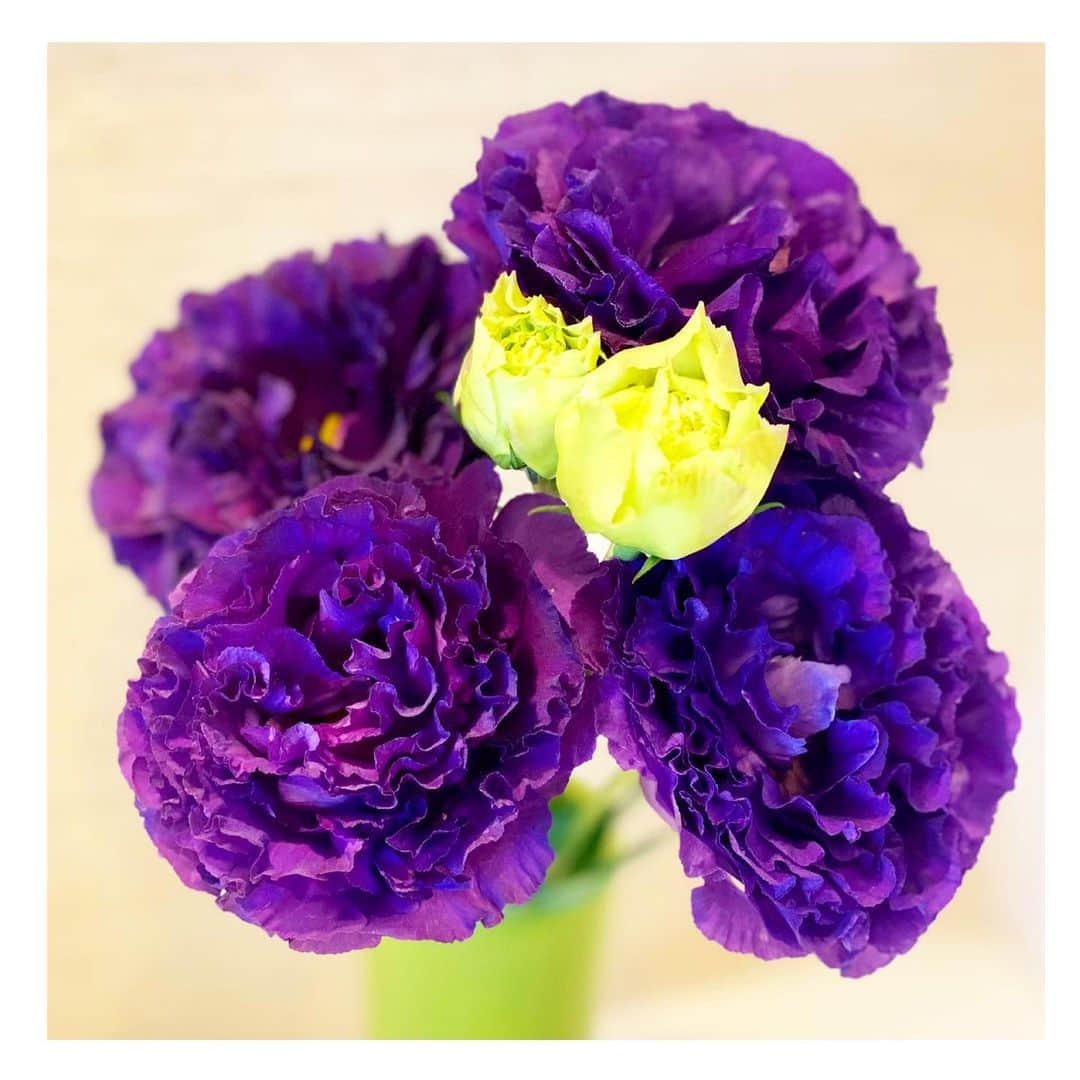 風花舞さんのインスタグラム写真 - (風花舞Instagram)「Thank you for giving me a lovely bouquet❁❁。ﾟ+｡:.ﾟஐ⋆*❁･:*ೄ‧͙·* ♡  Eustoma。 Language of flowers: 　wish  I pray that you keep on smiling𓂃 𓈒𓏸𑁍」3月27日 14時02分 - kazahanamai_official