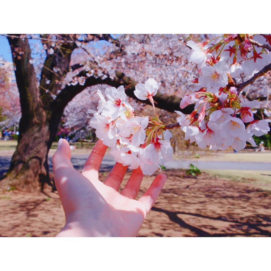 潘めぐみさんのインスタグラム写真 - (潘めぐみInstagram)「3月27日 . #桜の日 って思ってたけど #さくらの日 だったようだ。 . 声に出して読めば一緒か❕」3月27日 14時06分 - han_meg_han