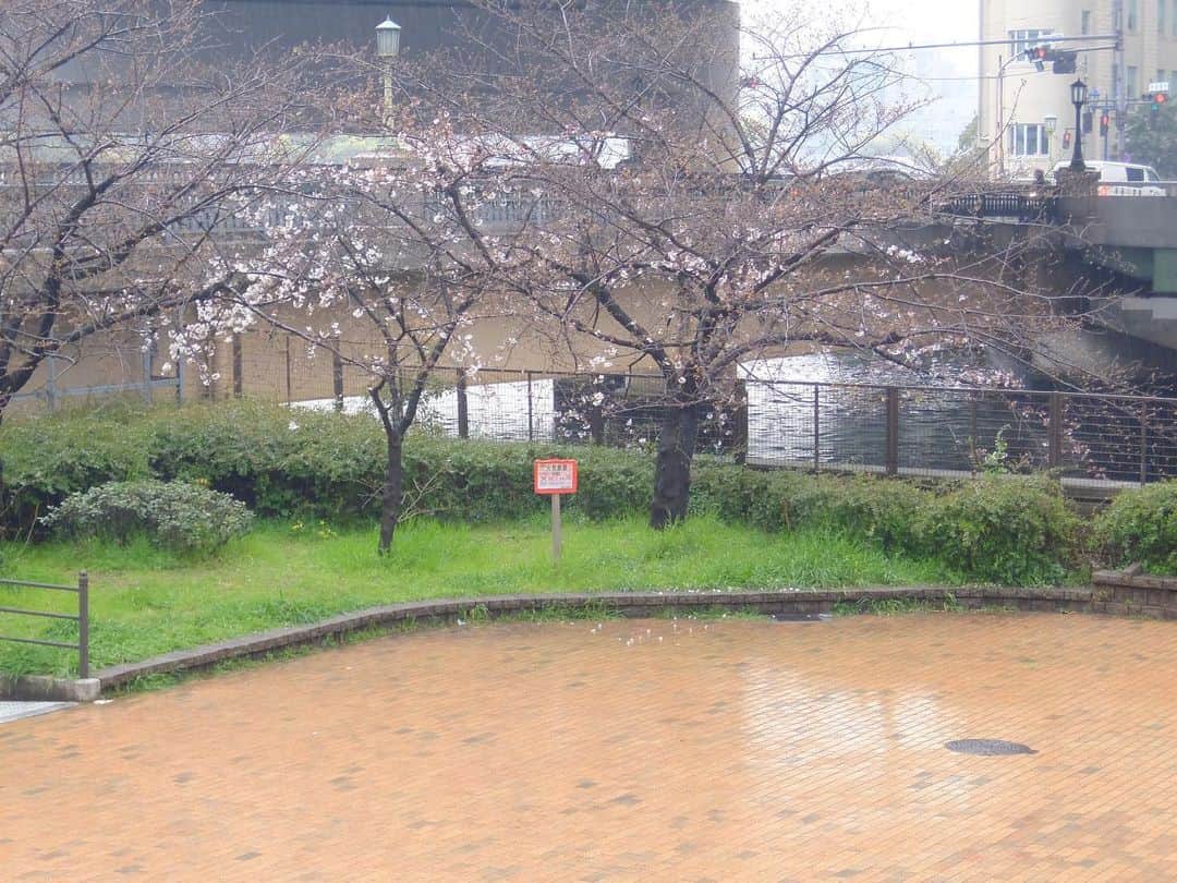 桂春雨のインスタグラム